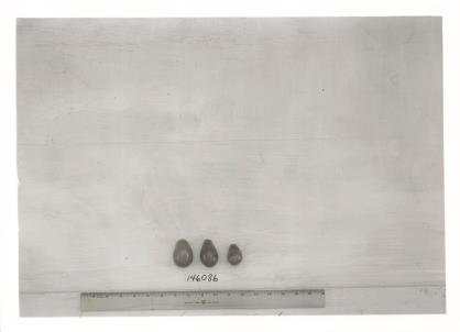 Click for 1 image(s) for this accession. FRUIT